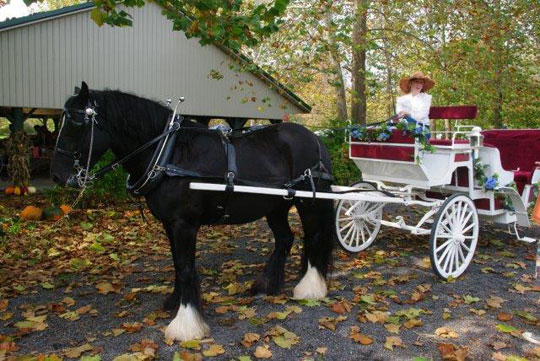 Creekside Grove Wedding Carriage